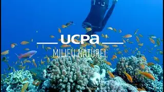 Tutos apnée #12 - Comment explorer le milieu naturel