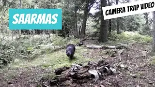 Saarmas (Lutra lutra; Eurasian otter)
