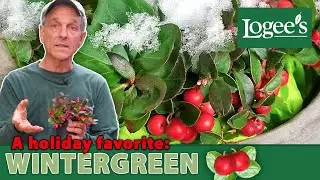 Wintergreen - A Favorite Native Plant for the Winter!