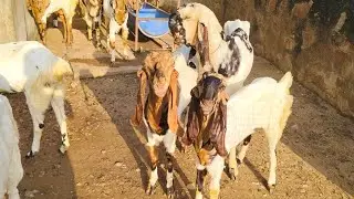 #Totapuri bakri full puch face me nember one quality Alwar Rajasthan #beautifullgoats #balaherimandi