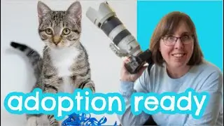 Volunteer CAT Photography COMPLETE Workflow, Tips & Inspiration for Rescue Cats