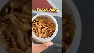 (Best turtle food for￼ radius slider turtle 🐢)￼ #turtle #shorts #fish #guppy
