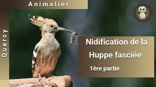 Nidification des Huppes fasciées, 1ère partie, installation et couvaison