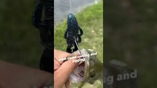 Bass fishing with the googan bandito bug #fishing #bassfishing #bass #shorts #fyp #googan