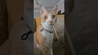 #catstime