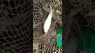 Rawal dam fishing 2023 | carp fish hunting_Islamabad anglers