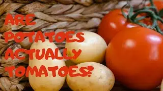 The Shocking Truth About Your Favorite Carb