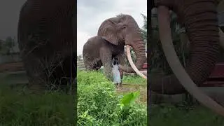 African Elephant Sculpture | Aanamaker #roboticelephant