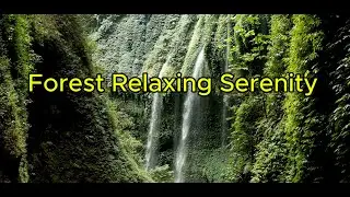 3 Hour Forest Nature Serenity | Relaxing & Peaceful Music for Stress Relief🌲.