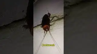Cockroach #cockroach #animals #bug #nature #horror #insects #scary #video