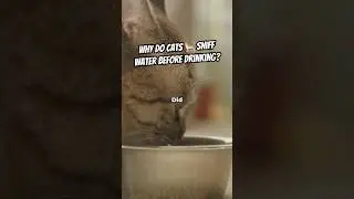 💧 Why Do Cats Sniff Water Before Drinking It?