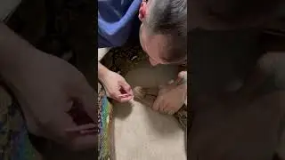Python needs help cleaning out her nose #shorts #animals #vet #reptiles #scary #creepy