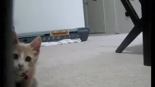 Ninja Kitten