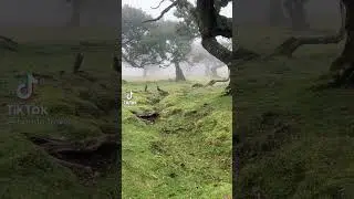 mythical forest