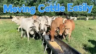How to Move Cows Easily