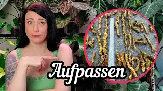 Wie du gerodete / gepoachte Pflanzen erkennen kannst
