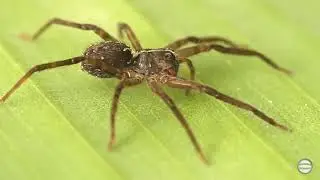 Aranha representante da fam&iacute;lia Ctenidae