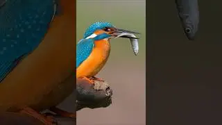 Tranquil Common Kingfisher Sounds in Nature | Relaxing Bird Calls for Sleep, Mindfulness & Study