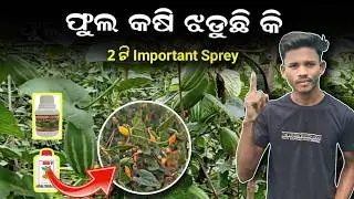 ପୋଟଳରେ 2ଟି Important Sprey | ଫୁଲ କଷି ଝଡିବ ନାହିଁ