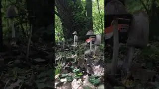 Shroom trail 🍄