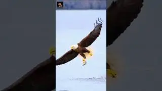 Eagle catching Fish #eagles #catch #fish #trend #trending #trendingshorts #new #newvideo #shortvideo