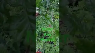 A tree with No Money?