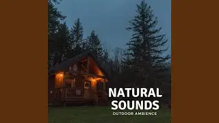 Insect Noise