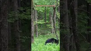 What Does a Black Bear Sound Like? 🐾