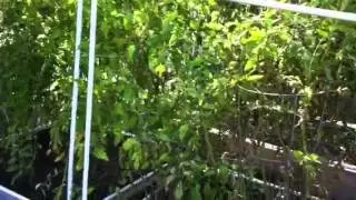 Taking Down The Summer Garden