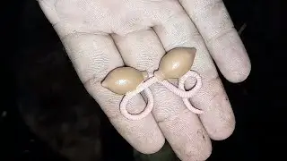 Feeding Big Worm Bins & Hatchlings #vermicomposting #vermicompost #worms #redwigglers #wormfarm