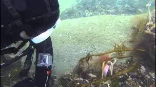 Aquatic Frontier - Earthday Ocean Cleanup - Project Aware