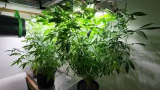 Cannabis Mother Plant Trimming & Maintenance. How to trim a cannabis mother plant.