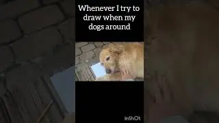 Whenever I try to draw when my dogs are around! #dog #pets #goldretriever #viral #art