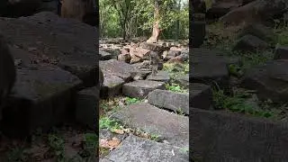 Jungle monkey walk🦧🐒🍉❤️😍🍱🐛🍌#shortsvideo #monkey #babyanimals4k #cuteanimal #trending 57