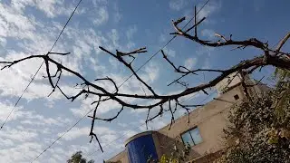 Grapevine Pruning Easy Method | Cane Pruning vs Spur Pruning