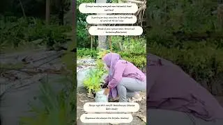 Mini Vlog Ibu RaRa🥰Penyaluran bibit bantuan tanaman produktif MPTS di KTH Lolan Bersatu Poyowa Kecil