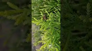 metallic green bottle fly #shorts #insects #nature #insectweek #insecthub