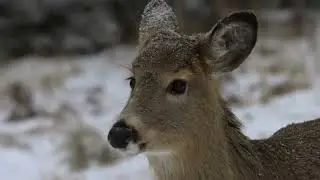 10 Fascinating Facts About Deer You Didn't Know | Wildlife Wonders