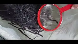 PHILIPPINE EEL IGAT BICOLOR KUROKU PREPARATION FOR HARVEST EEL FARMING(2)