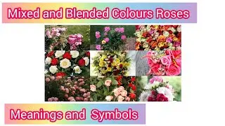 Roses Colour Meanings of Mixed and Blended  | Different Colours Bouquet of Roses Symbolize