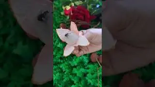 how to easily peel LYCHEE #youtubeshorts#youtube#shortvideo#lychee#easy#tricks#viral