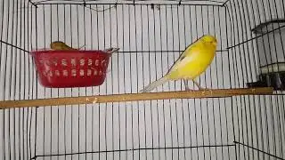 Canary full Bada size 2025 video Quetta