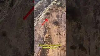 Parkour Master | Mountain Goat #wildlife #animals #mountaingoat #shorts