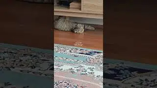 🪄🐝Maya The Cute and Curious Cat🪬Maya's daily routines🧸🍼 #arımaya 🐝🍯🌻 #cat #maya #cute #catvideos