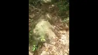 Cockscomb Basin Belize - Hopkins Tours