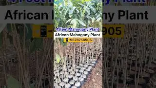 4-5 Feet Mahogany Plant Available #mahoganyfarming