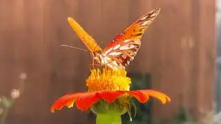 Fritillary Butterfly 