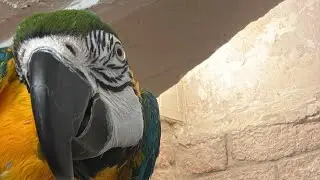 Ara macaw papağanı paşa vs limon tanıtım ❗️❗️❗️