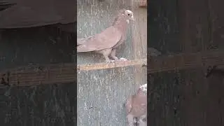 زياره الاخ علاء القريشي 50 فحل حني 