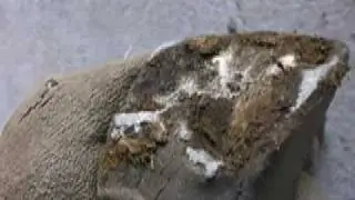 Rebalancing a donkey's deformed hooves / trimming tips